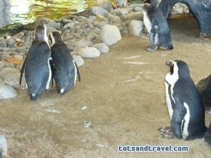 Maui Hyatt Regency Penguins - Hawaii Maui Hyatt Regency Penguins - Hawaii