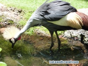 African Crowned Crane Maui Hyatt Regency African Crowned Crane Maui Hyatt Regency
