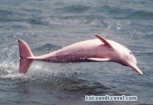 Pink Dolphin