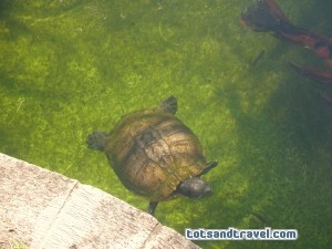 Turtle