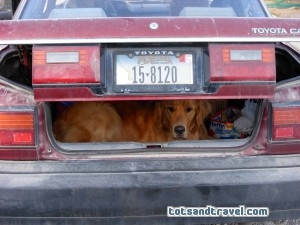 Car Trunk with Dog
