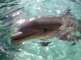 Puerto Vallarta Waterpark Dolphin