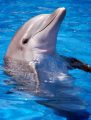 Puerto Vallarta Waterpark Dolphin