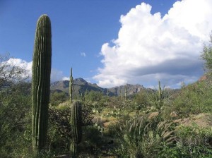 Sonoran Desert Tuscon Arizona Sonoran Desert Tuscon Arizona