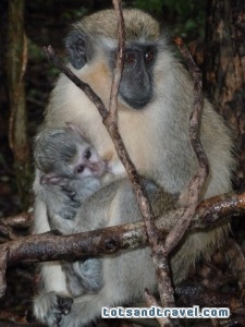 Barbados wildlife reserve monkeys