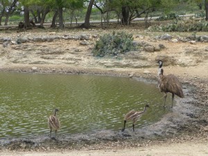 wildlife ranch emu wildlife ranch emu