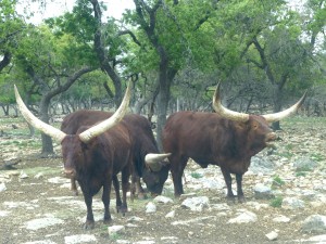 wildlife ranch watusi wildlife ranch watusi